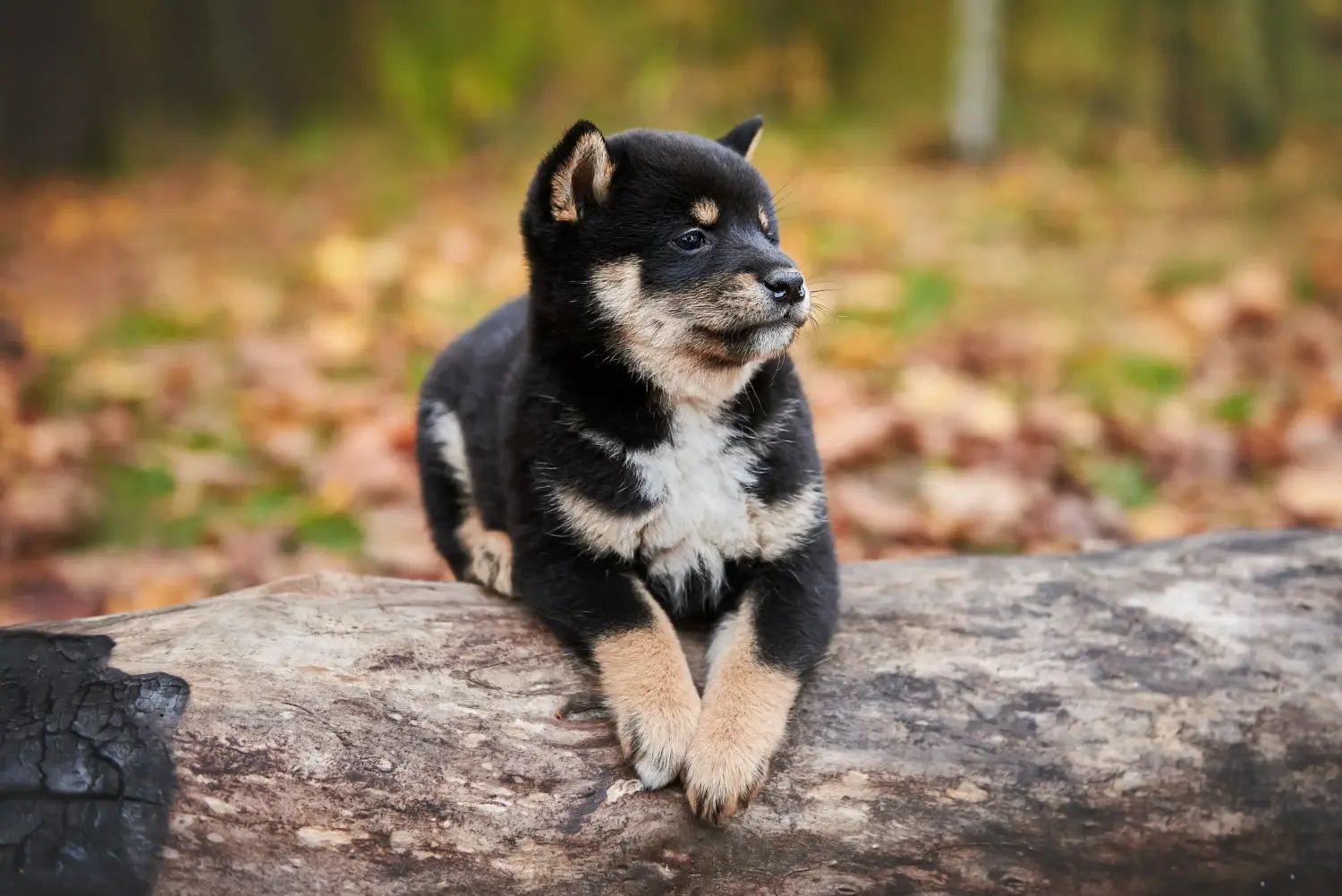 Acheter un chiot Shiba, c'est prendre des responsabilités ! Acheter des chiots Shiba.