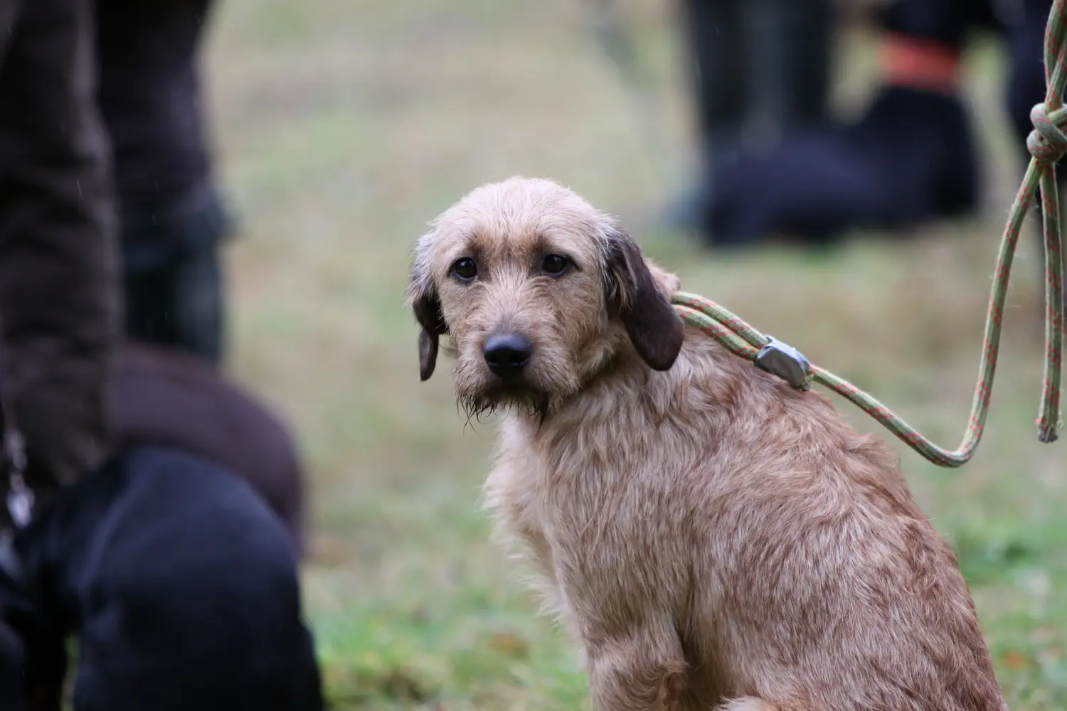 Acheter un chiot Steirische Rauhhaarbracke, c'est prendre ses responsabilités ! Acheter des chiots de race Steirischer Rauhhaarbracke.