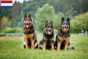 Lire la suite à propos de l’article Chodský pes éleveurs et chiots aux Pays-Bas