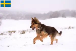 Lire la suite à propos de l’article Chodský pes éleveurs et chiots en Suède