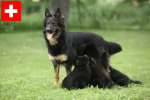 Lire la suite à propos de l’article Chodský pes éleveurs et chiots en Suisse