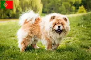 Lire la suite à propos de l’article Éleveurs de Chow-Chow et chiots au Portugal