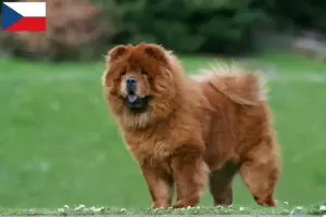 Lire la suite à propos de l’article Éleveurs de Chow-Chow et chiots en République tchèque