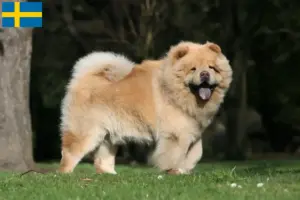 Lire la suite à propos de l’article Éleveurs de Chow-Chow et chiots en Suède