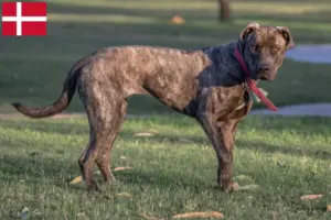 Lire la suite à propos de l’article Cimarrón Uruguayo éleveurs et chiots au Danemark