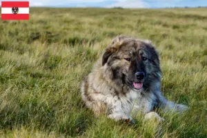 Lire la suite à propos de l’article Ciobănesc Românesc Carpatin éleveurs et chiots en Autriche