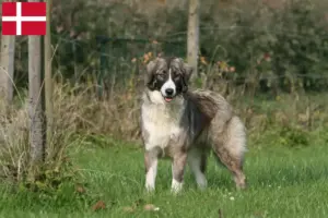 Lire la suite à propos de l’article Ciobănesc Românesc Carpatin éleveurs et chiots au Danemark