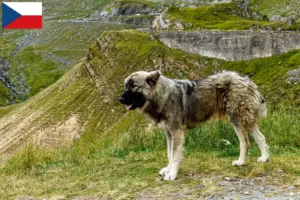 Lire la suite à propos de l’article Ciobănesc Românesc Carpatin éleveurs et chiots en République tchèque