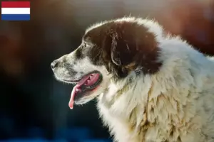 Lire la suite à propos de l’article Ciobănesc Românesc de Bucovina éleveurs et chiots aux Pays-Bas