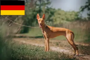 Lire la suite à propos de l’article Cirneco dell’ Etna éleveurs et chiots en Allemagne
