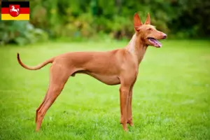 Lire la suite à propos de l’article Cirneco dell’ Etna éleveurs et chiots en Basse-Saxe