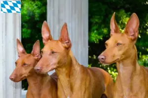 Lire la suite à propos de l’article Cirneco dell’ Etna éleveurs et chiots en Bavière