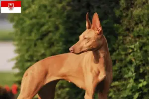 Lire la suite à propos de l’article Cirneco dell’ Etna éleveurs et chiots en Brandebourg