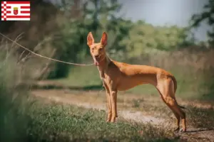Lire la suite à propos de l’article Cirneco dell’ Etna éleveurs et chiots à Brême