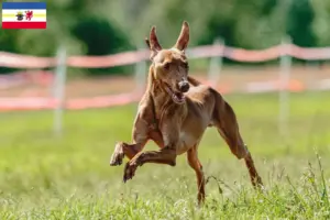 Lire la suite à propos de l’article Cirneco dell’ Etna éleveurs et chiots dans le Mecklembourg-Poméranie occidentale