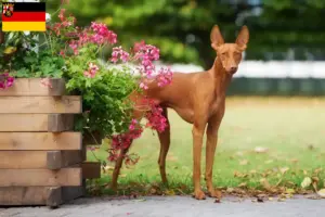 Lire la suite à propos de l’article Cirneco dell’ Etna éleveurs et chiots en Rhénanie-Palatinat