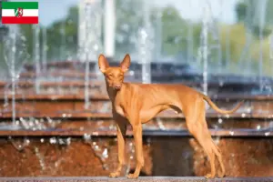 Lire la suite à propos de l’article Cirneco dell’ Etna Éleveurs et chiots en Rhénanie-du-Nord-Westphalie