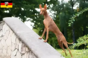 Lire la suite à propos de l’article Cirneco dell’ Etna éleveurs et chiots en Sarre