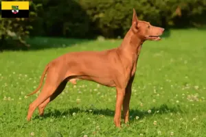 Lire la suite à propos de l’article Cirneco dell’ Etna éleveurs et chiots en Saxe-Anhalt
