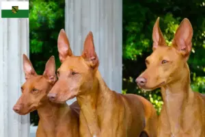 Lire la suite à propos de l’article Cirneco dell’ Etna éleveurs et chiots en Saxe
