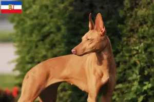 Lire la suite à propos de l’article Cirneco dell’ Etna éleveurs et chiots dans le Schleswig-Holstein