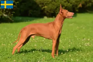 Lire la suite à propos de l’article Cirneco dell’ Etna éleveurs et chiots en Suède