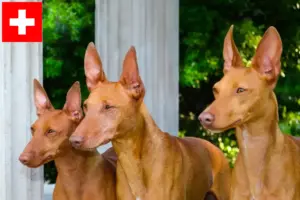 Lire la suite à propos de l’article Cirneco dell’ Etna éleveurs et chiots en Suisse