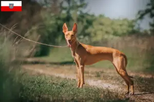 Lire la suite à propos de l’article Cirneco dell’ Etna éleveurs et chiots en Thuringe