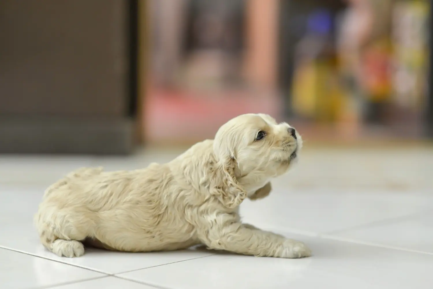 Acheter un chiot American Water Spaniel, c'est prendre ses responsabilités ! Acheter des chiots Cocker américain.