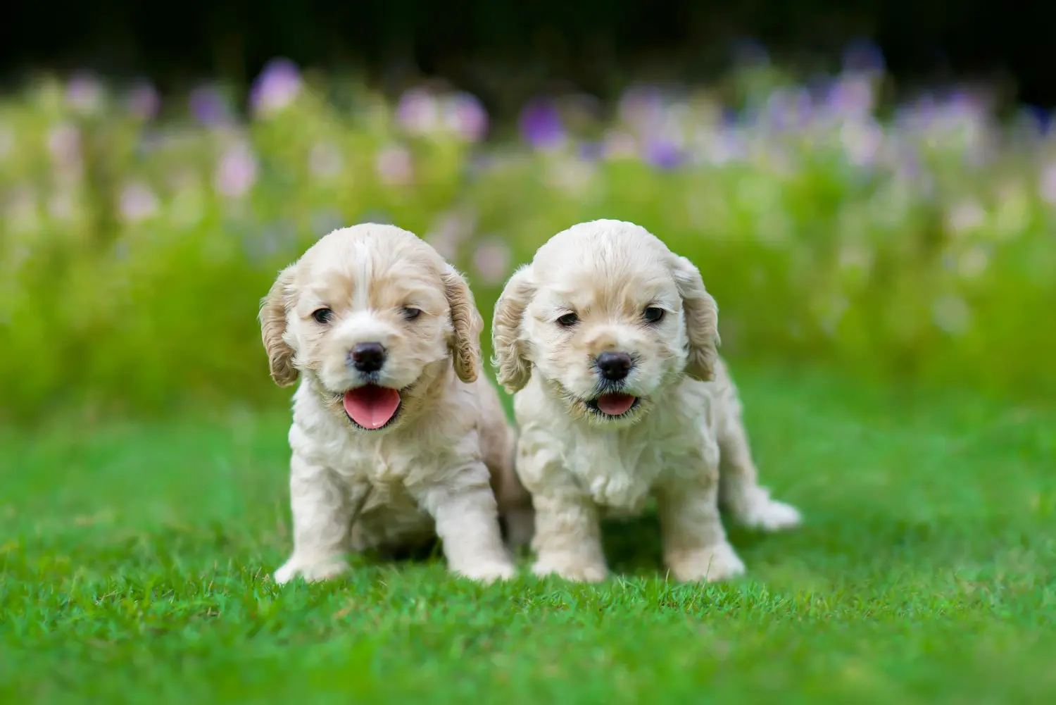 Acheter un chiot American Water Spaniel, c'est prendre ses responsabilités ! Acheter des chiots Cocker américain.