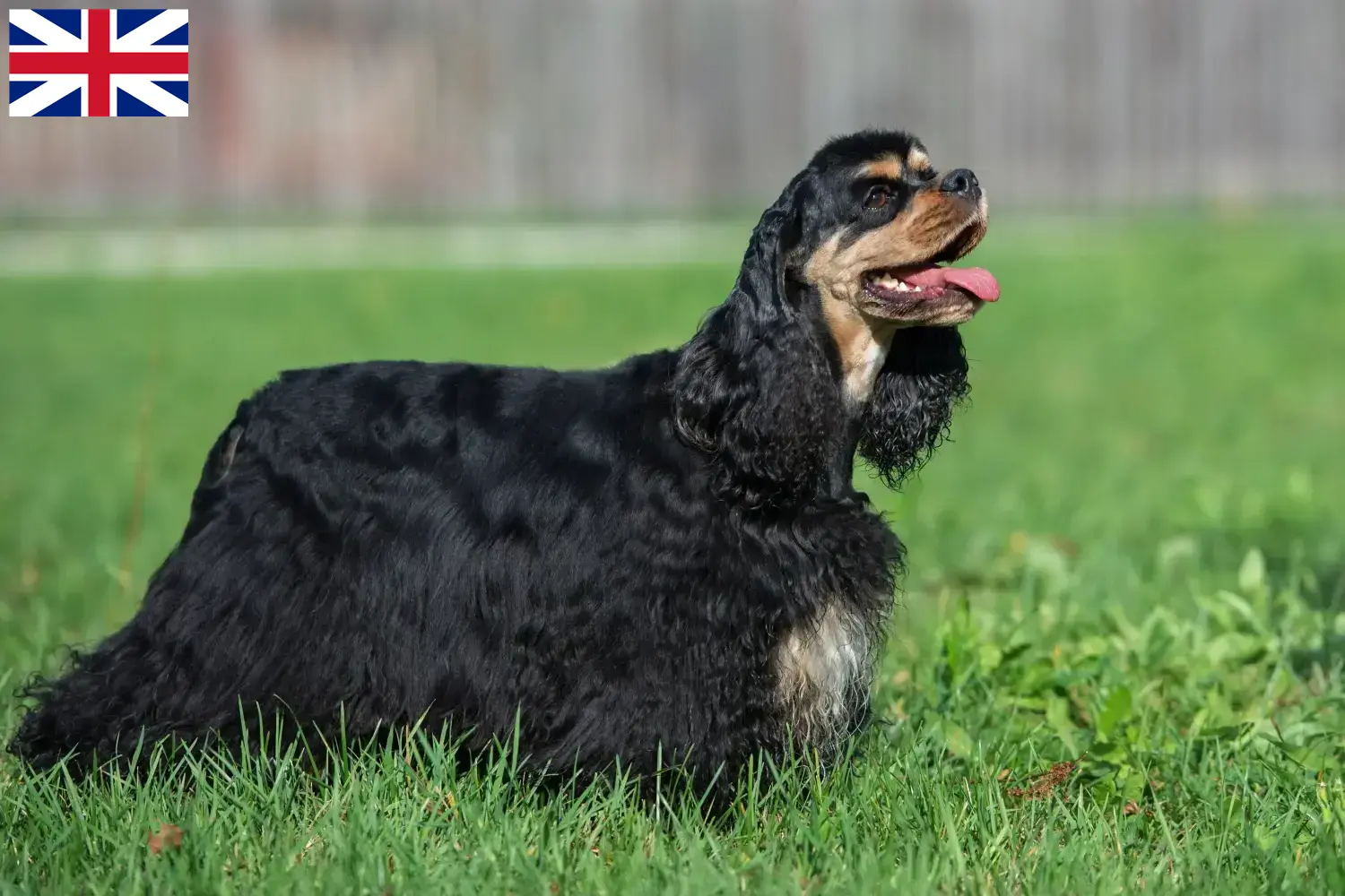 Cocker américain chiots et éleveurs Grande-Bretagne Ici, tu trouveras des éleveurs de Cockers américains en Grande-Bretagne.