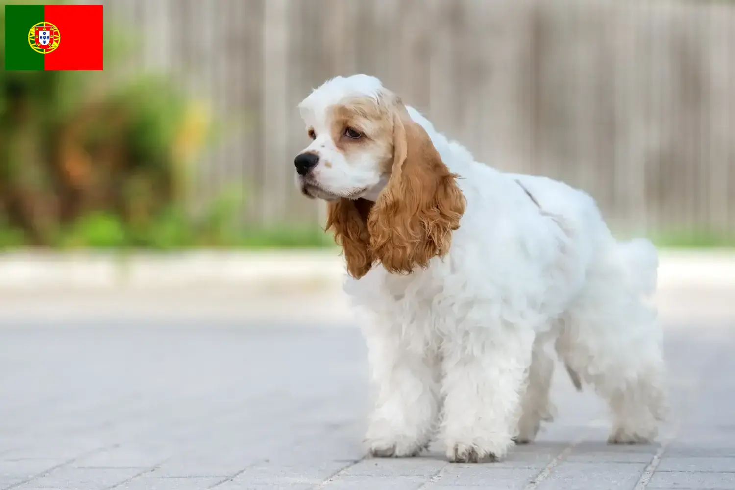 Cocker américain chiots et éleveurs Portugal Ici, tu trouveras des éleveurs de Cockers américains au Portugal.