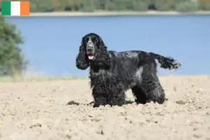 Lire la suite à propos de l’article Cocker anglais éleveurs et chiots en Irlande