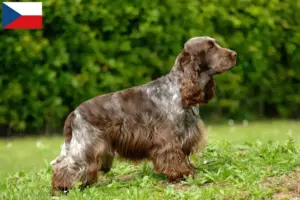 Lire la suite à propos de l’article Cocker anglais éleveurs et chiots en République tchèque