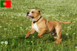 Lire la suite à propos de l’article Éleveurs de Continental Bulldogs et chiots au Portugal