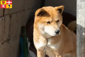 Lire la suite à propos de l’article Corée Jindo Dog Éleveurs et chiots en Auvergne-Rhône-Alpes