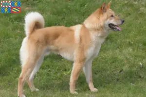 Lire la suite à propos de l’article Corée Jindo Dog éleveurs et chiots en Bourgogne-Franche-Comté