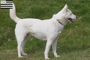 Lire la suite à propos de l’article Corée Jindo Dog éleveurs et chiots en Bretagne