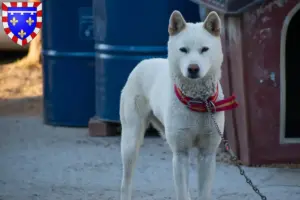 Lire la suite à propos de l’article Corée Jindo Dog Éleveurs et chiots en Centre-Val de Loire