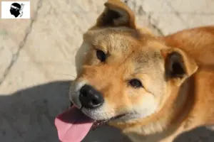 Lire la suite à propos de l’article Corée Éleveurs de Jindo Dog et chiots en Corse