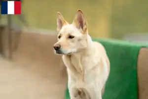 Lire la suite à propos de l’article Korea Jindo Dog éleveurs et chiots en France