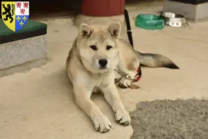 Lire la suite à propos de l’article Corée Jindo Dog éleveurs et chiots en Hauts-de-France