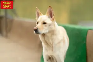 Lire la suite à propos de l’article Korea Jindo Dog éleveurs et chiots en Normandie