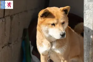 Lire la suite à propos de l’article Corée Jindo Dog Éleveurs et chiots en Nouvelle-Aquitaine