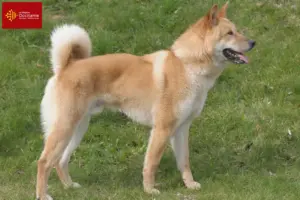 Lire la suite à propos de l’article Korea Jindo Dog éleveurs et chiots en Occitanie