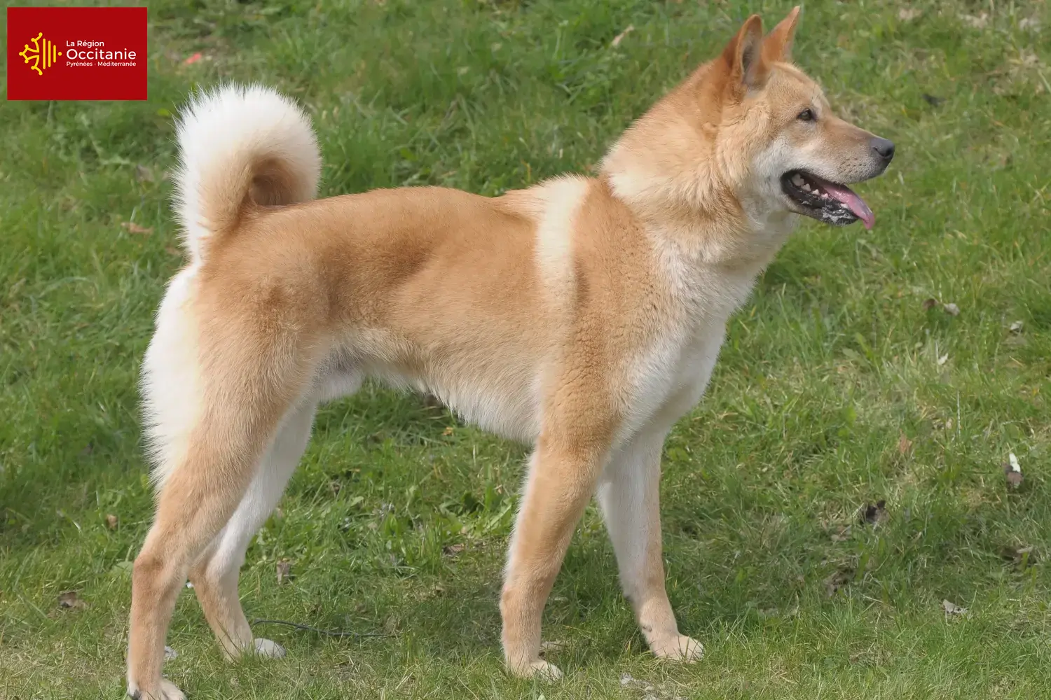 Corée Jindo Dog Chiots et éleveurs Occitanie Ici, vous trouverez les éleveurs de Korea Jindo Dogs en Occitanie.