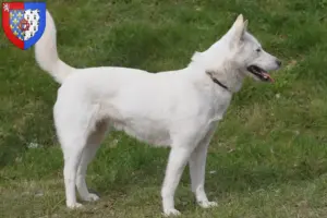 Lire la suite à propos de l’article Corée Jindo Dog Éleveurs et chiots en Pays de la Loire