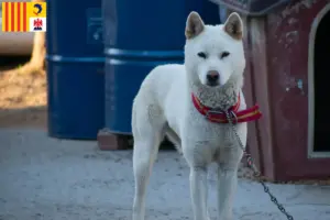 Lire la suite à propos de l’article Korea Jindo Dog éleveurs et chiots en Provence-Alpes-Côte d’Azur