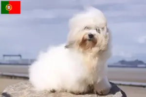Lire la suite à propos de l’article Coton de Tuléar éleveurs et chiots au Portugal