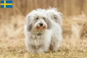 Lire la suite à propos de l’article Coton de Tuléar éleveurs et chiots en Suède